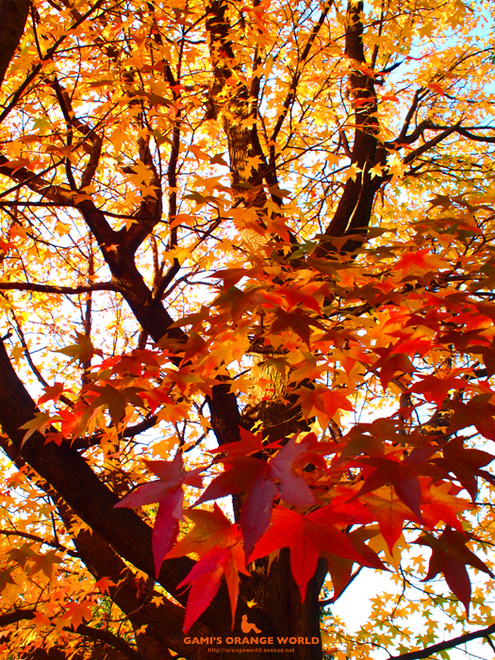 花田4丁目公園の紅葉1.jpg