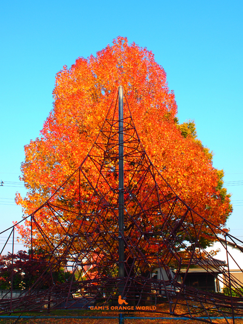 花田4丁目公園の紅葉2.jpg