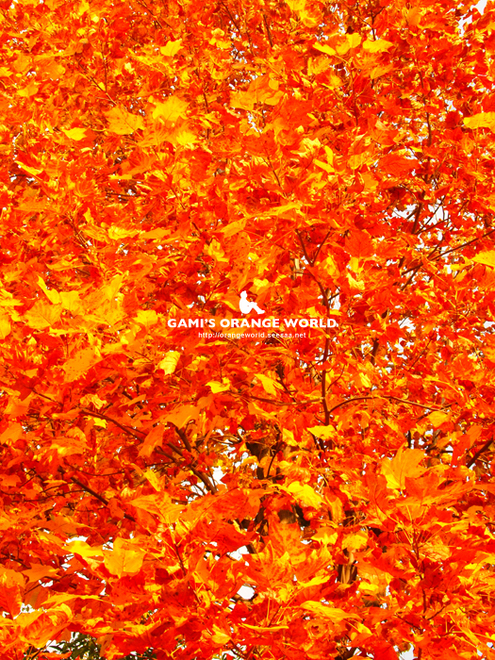 花田4丁目公園の紅葉3.jpg