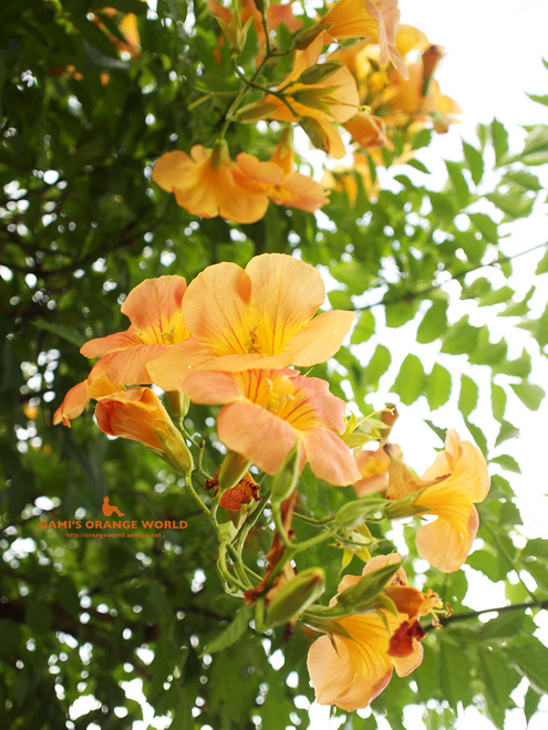 0372凌霄花1.jpg