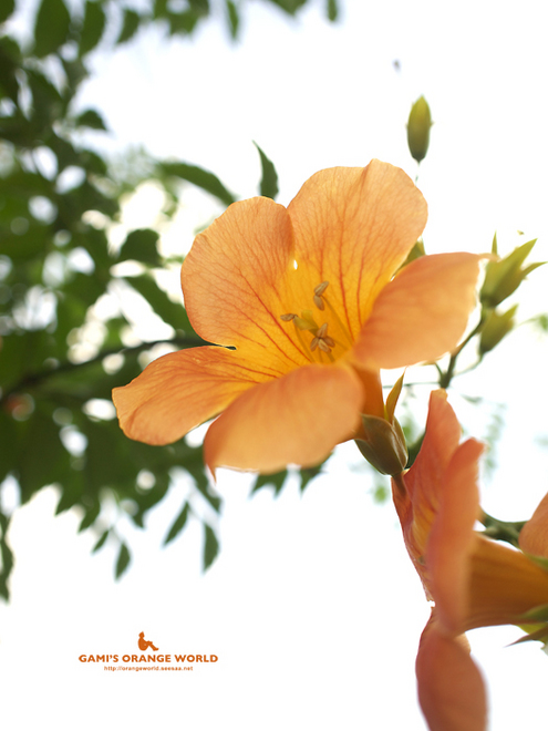 0372凌霄花3.jpg