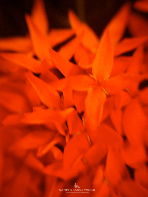 0398京王プラザホテルの花.jpg