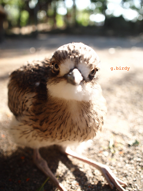 0427g.birdy1.jpg