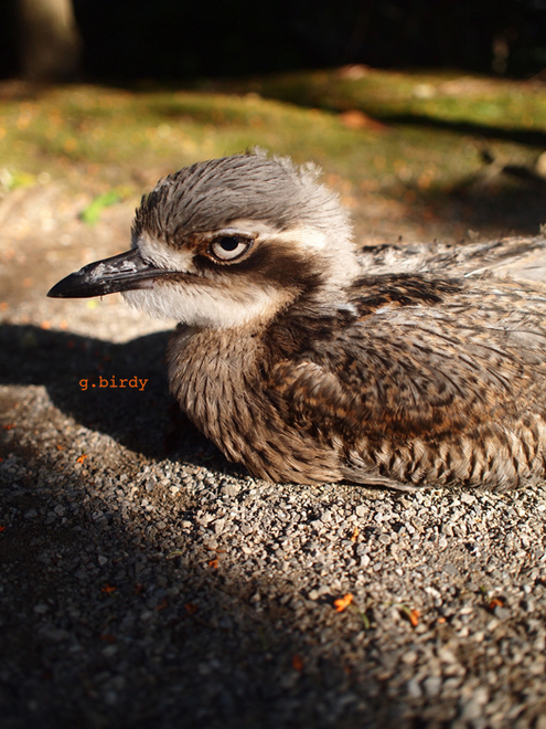 0427g.birdy2.jpg