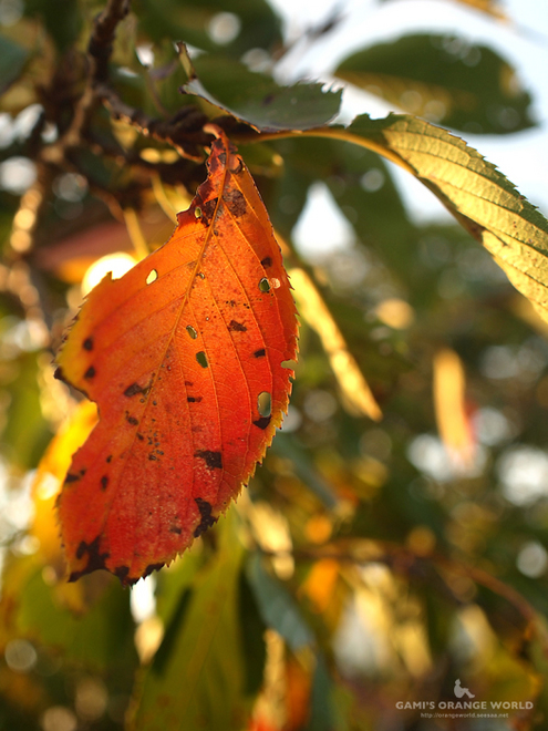0429桜の紅葉2.jpg