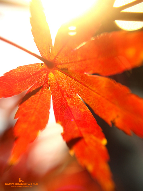 0447花田苑の紅葉1.jpg