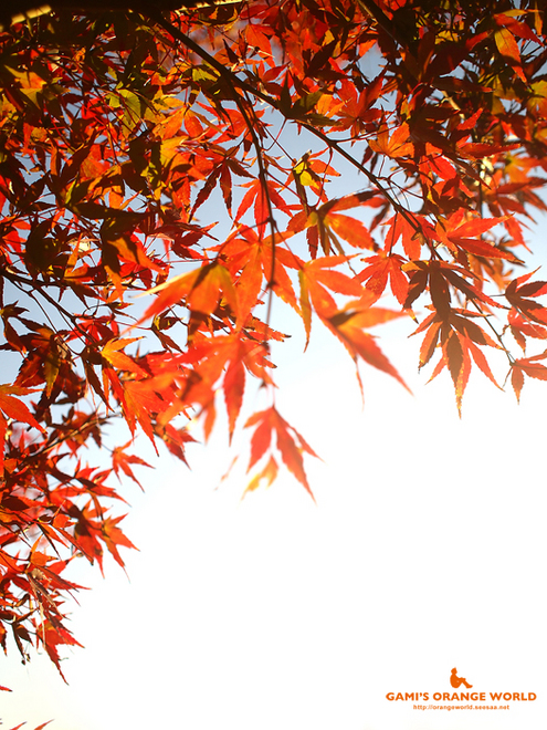 0447花田苑の紅葉2.jpg