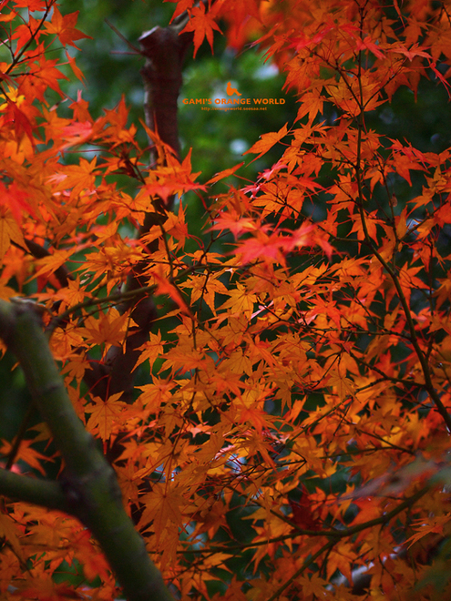 0458越谷の紅葉1.jpg