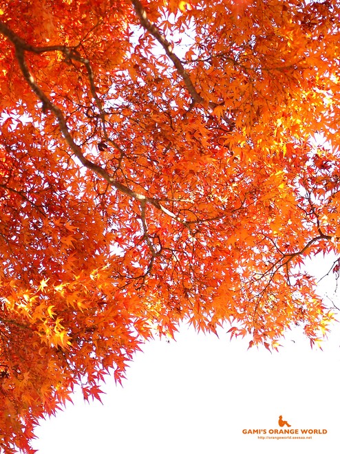 0460花田苑の紅葉11.jpg