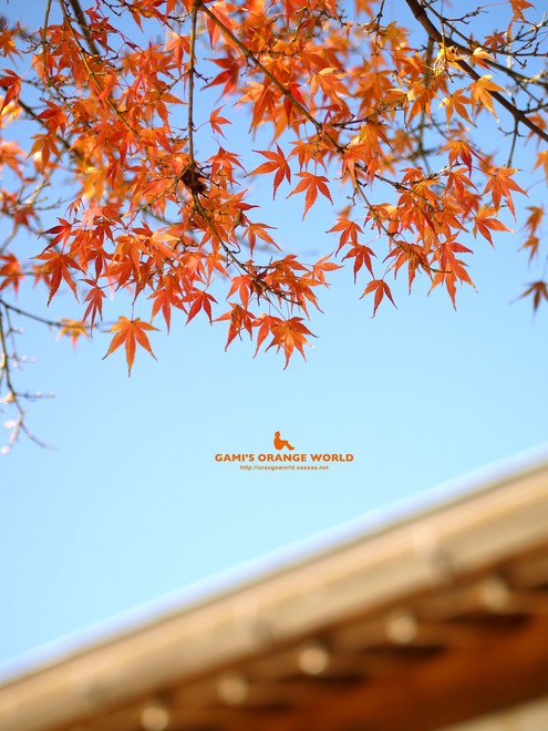 0460花田苑の紅葉13.jpg