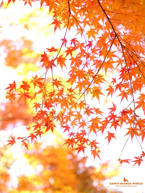 0460花田苑の紅葉14.jpg
