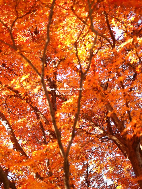 0460花田苑の紅葉2.jpg