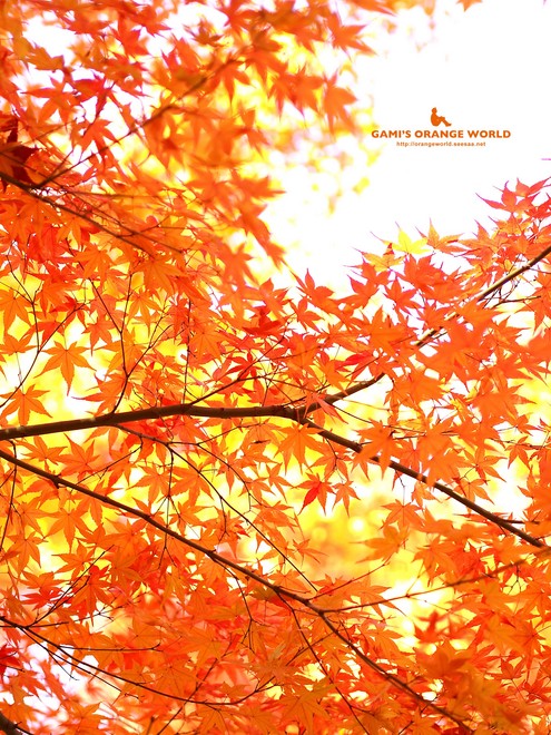 0460花田苑の紅葉4.jpg