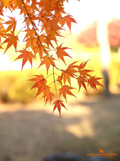 0460花田苑の紅葉8.jpg
