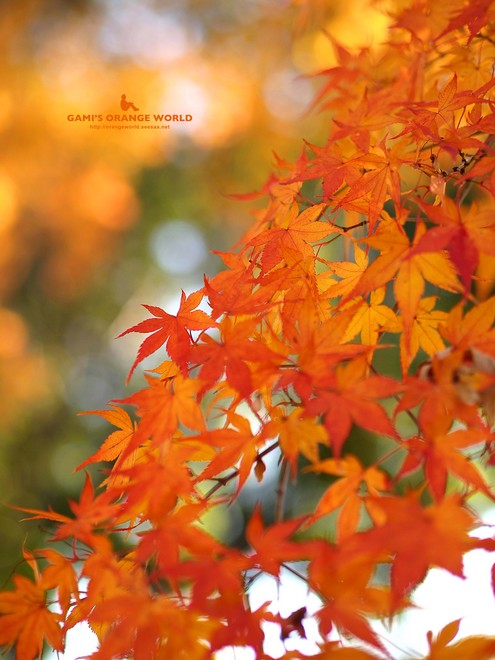0460花田苑の紅葉9.jpg