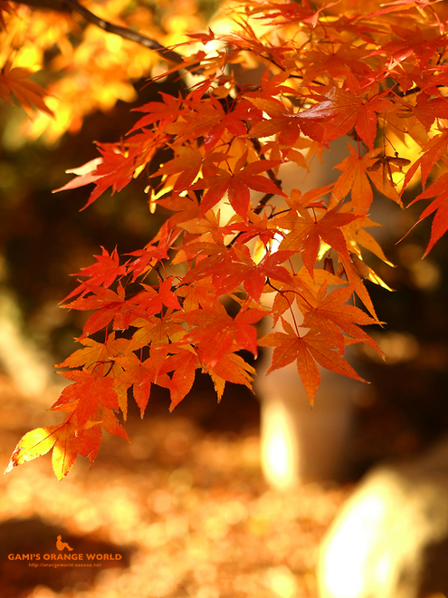 0463久伊豆神社の紅葉2.jpg