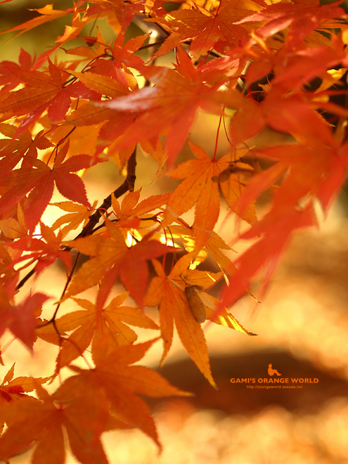 0463久伊豆神社の紅葉3.jpg