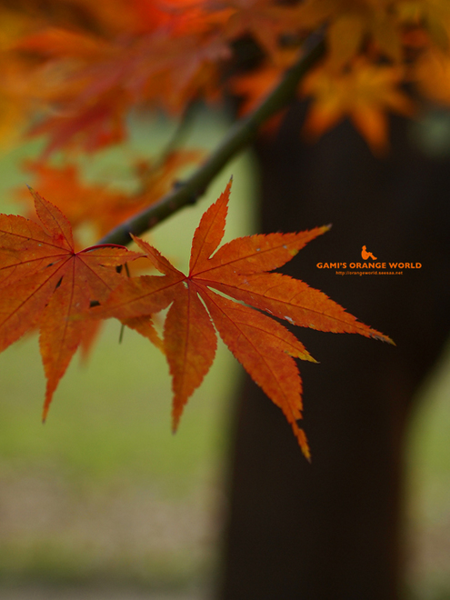 0463久伊豆神社の紅葉5.jpg
