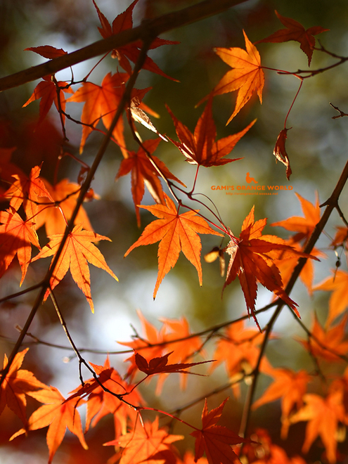 0463久伊豆神社の紅葉7.jpg