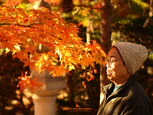 0463紅葉を見る母2.jpg