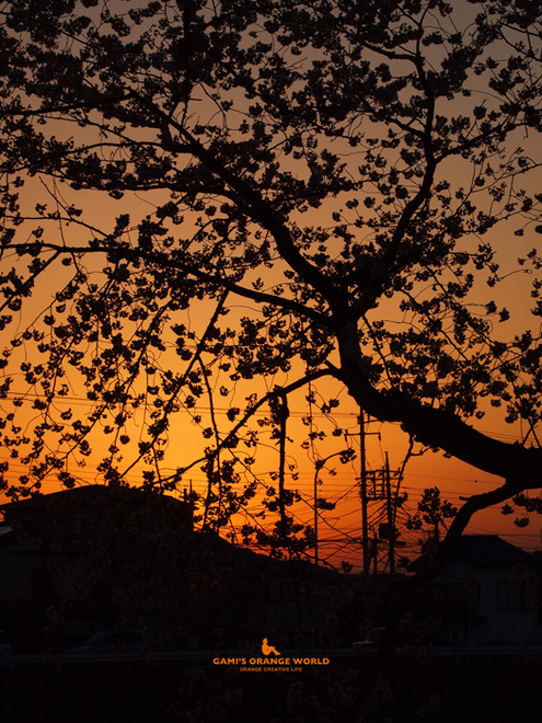 0566桜越しの夕焼け1.jpg