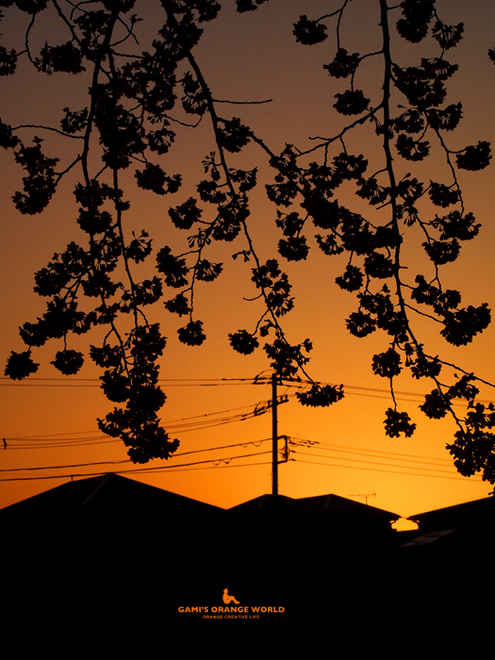 0566桜越しの夕焼け2.jpg