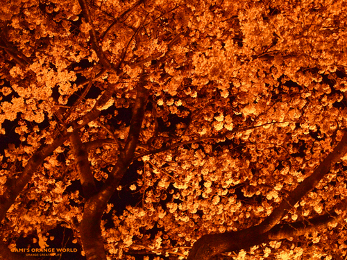 0572オレンジ夜桜2.jpg