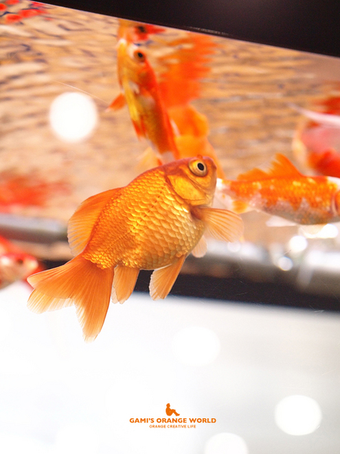 0577金魚1.jpg