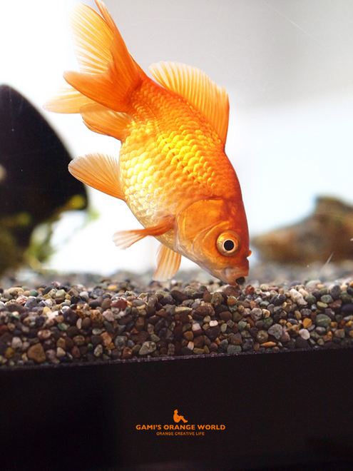 0577金魚2.jpg