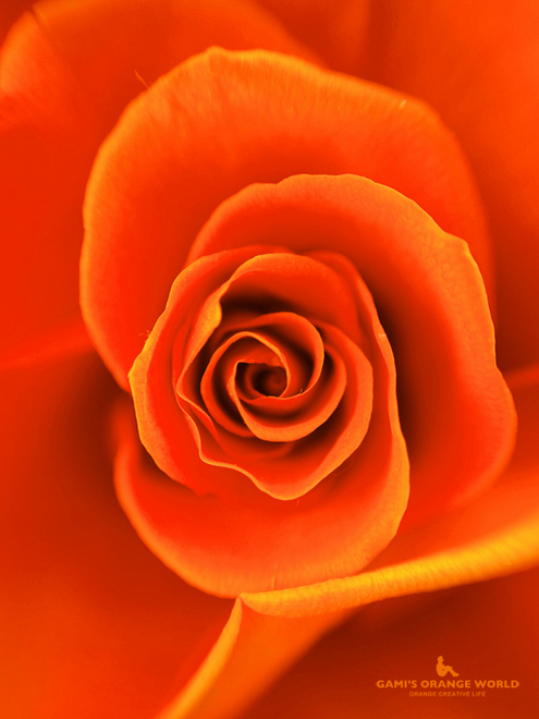 0592まさのさんから頂いたオレンジの薔薇2.jpg