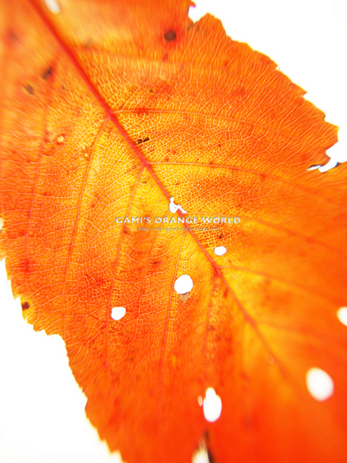さくらの紅葉.jpg