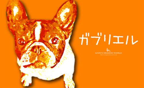 フレンチブルドックガビー13.jpg