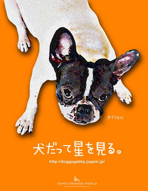 フレンチブルドックガビー6.jpg