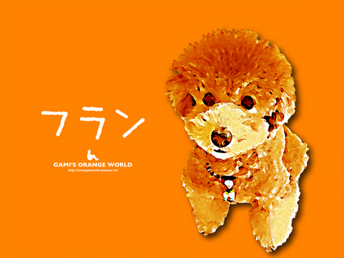 フラン3オレンジ.jpg