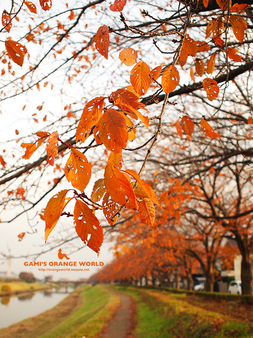 桜の紅葉.jpg