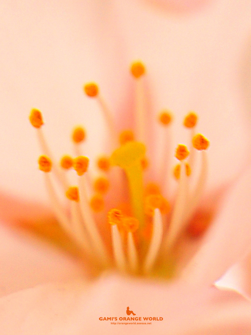 桜の花粉.jpg