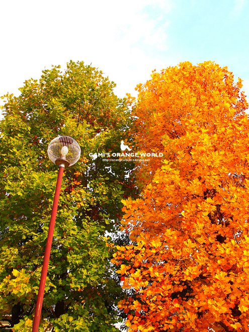 花田の紅葉.jpg