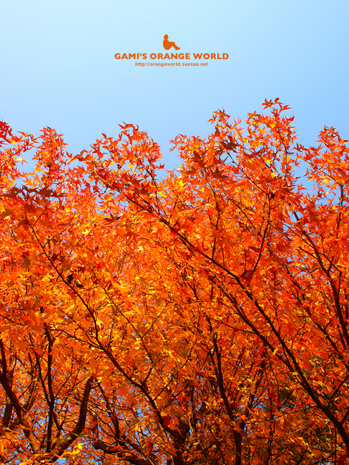 花田四丁目公園の紅葉6.jpg