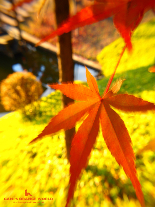 花田苑のもみじ13.jpg