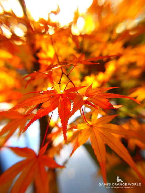 花田苑のもみじ16.jpg