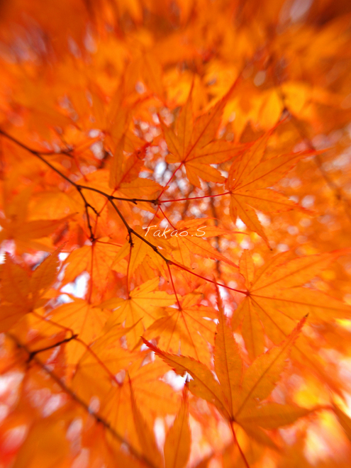 花田苑のもみじ2.jpg
