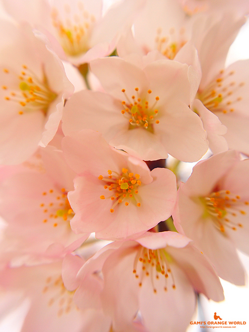 越谷の桜.jpg