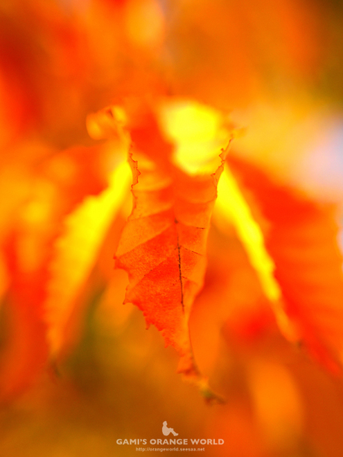 越谷の紅葉1.jpg