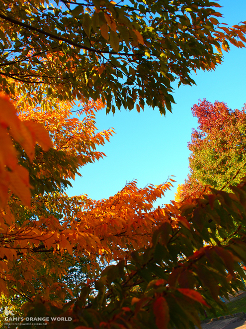 越谷の紅葉3.jpg