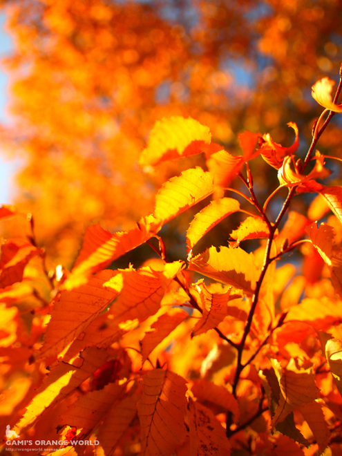 越谷の紅葉5.jpg