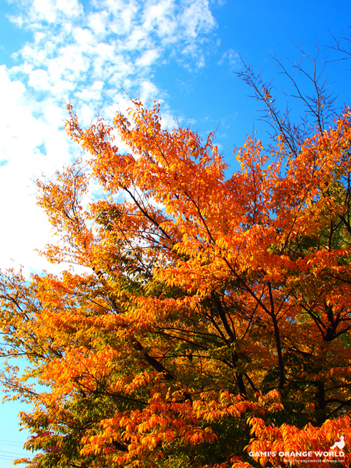 越谷の紅葉6.jpg