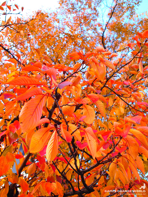 越谷市役所裏の紅葉.jpg
