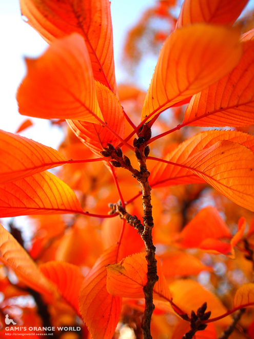 越谷市役所裏の紅葉1.jpg