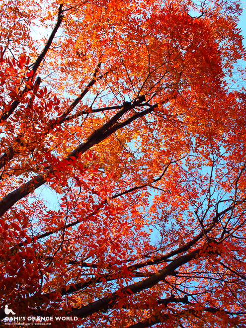 越谷市役所裏の紅葉3.jpg