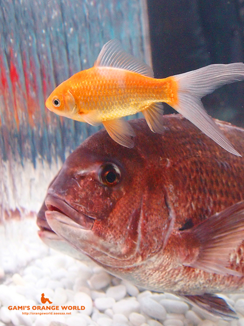 オレンジの金魚と鯛.jpg